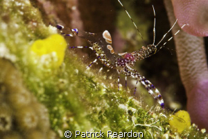 Very small spotted cleaner shrimp, one of many in with an... by Patrick Reardon 